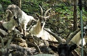 16  Le capre orobiche oggi rimangono a casa